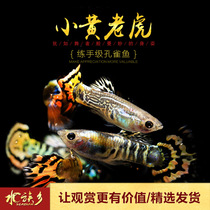 Aquarium township] Small yellow tiger trainer entry-level guppie grass cylinder small viviparous fish Golden tiger living body