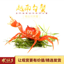 Aquarium Township] Net red Vietnamese hook Crab Crab general crab Indonesian pet crab freshwater ornamental red crab live