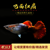Boutique Brazilian red fan guppies tropical ornamental fish tank folding fan tail breeding group live pet small freshwater fish