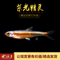 Purple Elvy Fish South American Aquatic Tank Fantasy Neon Fish Tropical Ornamental Fish Small Cold-resistant Cold Water Fish Live