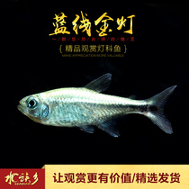 Aquarium Township] Blue Line Gold Light Fish South American Light Fish Wild Imported Tropical Small Light Fish Live