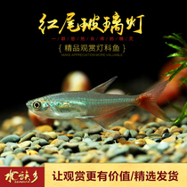 Aquarium Township] Red-tailed glass small aquatic tank lantern fish live mixed fish red fin glass living body