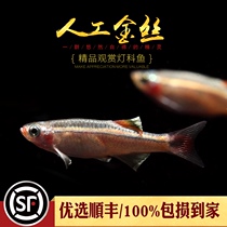 Aquarium Township] Baiyun Golden Silk Cold Water Fish Light Fish Ornamental Fish Ornamental Fish Happy Group Tour Novice Lazy Tang Fish