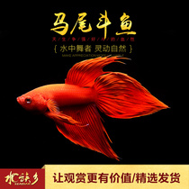 Aquarium Township] Mawei Douyu boutique Thailand selected entry level imported watching Lion King half moon general Live