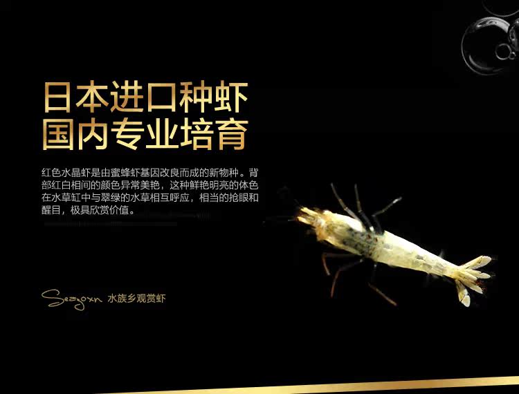 [ 黑白水晶虾-03.jpg]