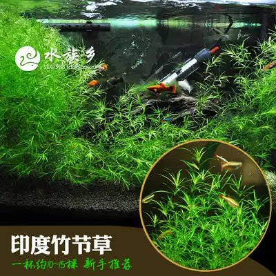 印度小竹節草中後景懶人新手造景蝦缸躲避真金魚藻陰性水草缸活體