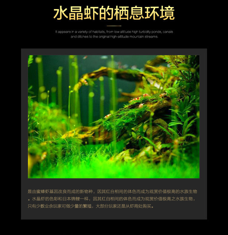[ 黑白水晶虾-06.jpg]