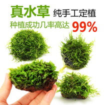 Hand-planted Moss water grass triangle coral Moss tears Crystal Phoenix tail moss small beauty Phoenix shrimp nest to avoid