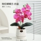 Розовый красный Phalaenopsis-White Pot