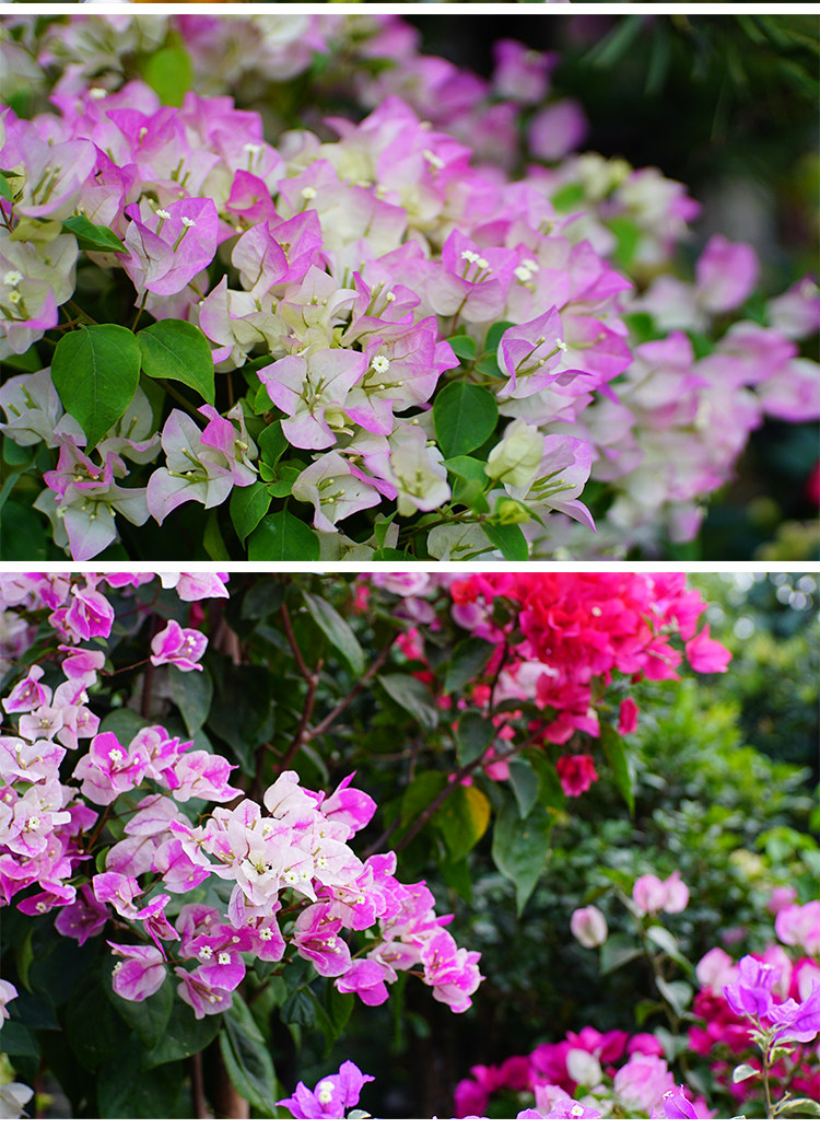 Kaxinda:35mmf1.2 портрет слегка один фиксированное фокусное расстояние Большой апертура вручную объектив NEXFX 