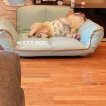 Little Eye Family K1 Pet Home Dog Sofa Bed Baron Stark Small Medium Large Kennel Dog Bed