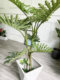 Nordic Style Artificial Spring Taro Leaf Plant with Pot, 130cm High, Realistic Simulation, Floor-Standing Potted Plant for Garden Landscape Decoration