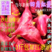 Fresh Jiaxing Four Corners Nanhu Hongling Four Corners Hongling Nanhu water chestnut fresh Nanhu Hongling 3kg Price