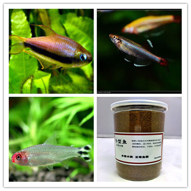 Small tropical fish universal fish food red swordfish Baolian lamp fish emperor lamp fish red nose scissors triangle lamp fish feed