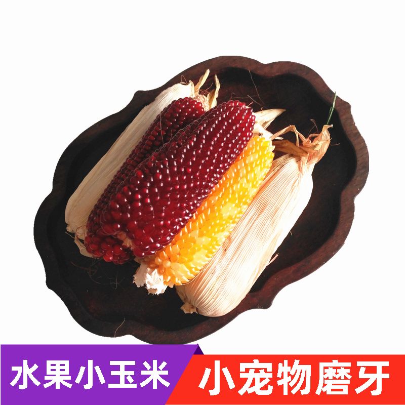 Rabbit molar stick fruit strawberry small corn chinchilla guinea pig guinea pig marmot hamster molar snack new
