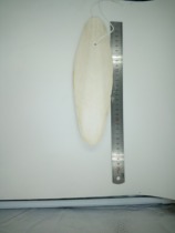 Large pieces of polished cuttlefish bones birds parrots rodents calcium supplements birds parrots feed birds food