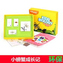 Qianfan childrens teaching aids marine animal crab growth real resin specimen transparent amber crystal set