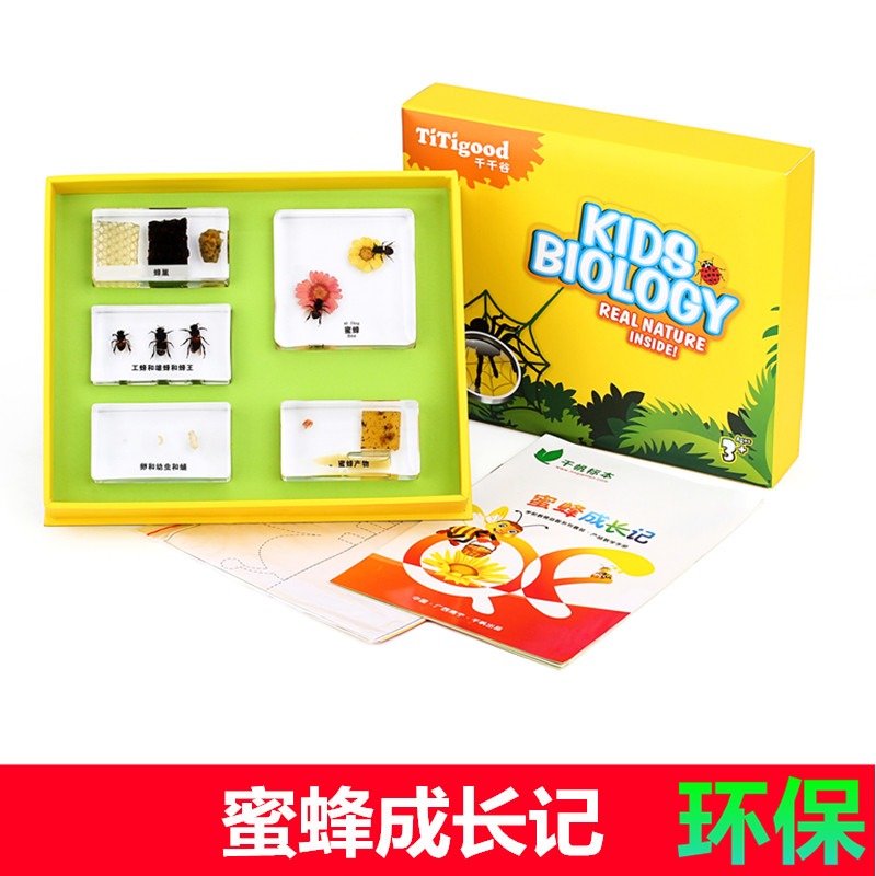 one thousand Sail Primary And Secondary School Children Teaching Tools Animal Insect Honey Bee Growth Remember Real Resin Specimen Suit
