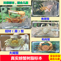 Kindergarten teaching specimen scientific discovery room marine life crab animal resin hermit crab crab hairy crab