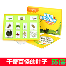 Qianfan Kindergarten Teaching Products Childrens Educational Science Plant Leaf Bamboo Leaf Leaf Specimen Resin Sealed Set