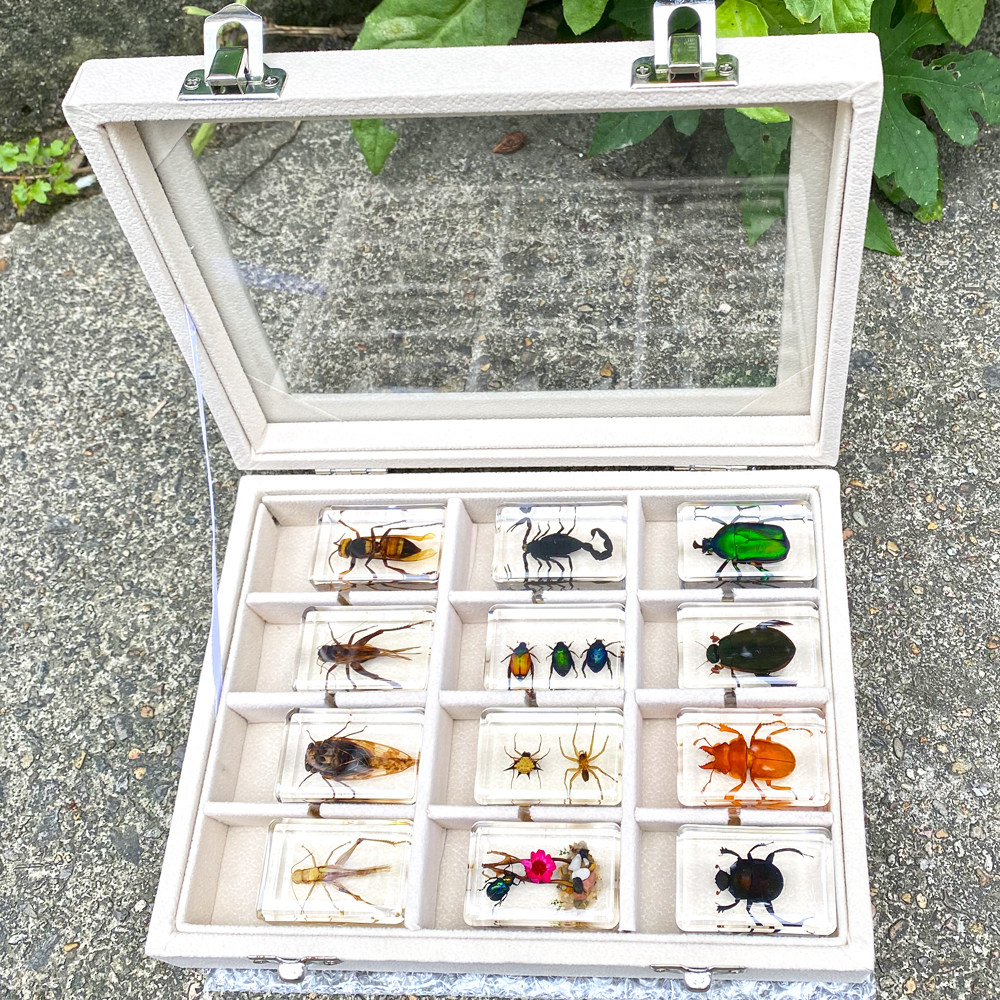 Animal Real Insect Specimen Beetle Resin Spider Scorpion Shrimp Honeybee Autumn Chia Crab To Faraway Locusts Mole Cricket