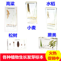 Kindergarten Primary School Teaching Plant Germination Growth Process Resin Specimens Soybean Rice Wheat Sorghum Corn