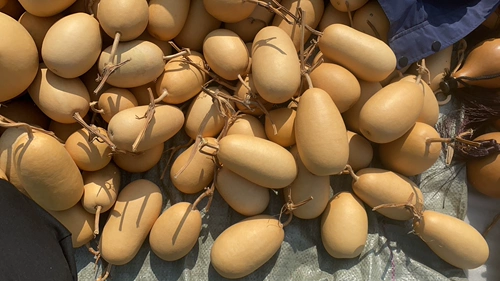 Естественная странная инопланетная граната зимняя дыня яблочная тыква ручной работы ручной работы