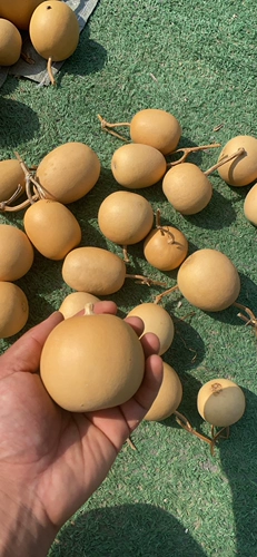 Естественная странная инопланетная граната зимняя дыня яблочная тыква ручной работы ручной работы