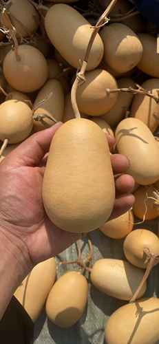 Естественная странная инопланетная граната зимняя дыня яблочная тыква ручной работы ручной работы