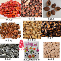 Nuts shell DIY paste pine nut shell happy fruit shell walnut shell red melon shell autumn fruit stickers