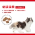 Hoàng gia kitten thực phẩm K36 kitten mèo thực phẩm 2 kg pet cát thực phẩm mang thai cho con bú mẹ mèo thực phẩm mèo staple thực phẩm