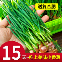 Winter hydroponic chive seed head Four Seasons shallot seed spring and autumn balcony planting vegetable pot vegetable seedling onion seed onion head