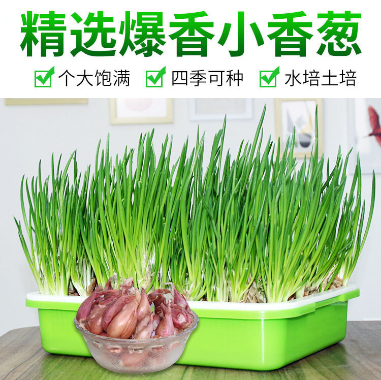 Small Fragrant Onion Dry Red Onion Seeds All Season Potted indoor balcony Green plant Vegetable Fry small and fragrant with green onion