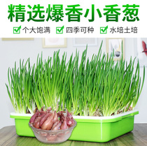 Small shallot dried red onion seeds Four Seasons potted indoor balcony green vegetable seedlings small shallot flames
