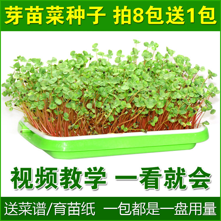 Hot sprout seeds Hydroponic vegetables Soilless sprout seeds Wheat radish pine willow bowl bean cabbage