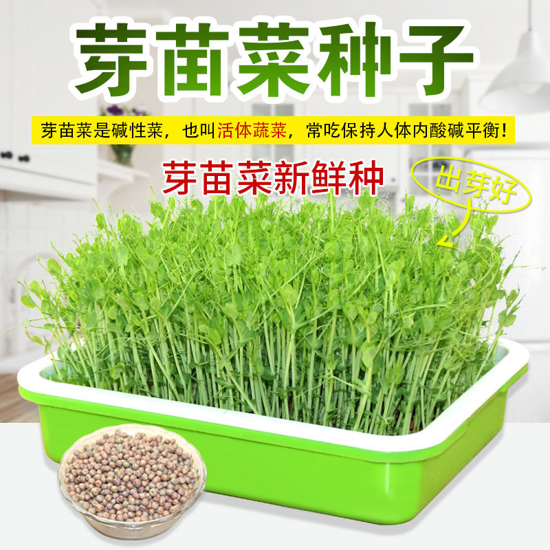 Hot Pin Barley Wheat Hollow Vegetable Sprouts Seed Water Bacon Sprouts Vegetable Soybean Hemp Pea Pine Willow Green White Robe