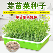 Hot-selling barley wheat spinach sprouts seed Hydroponic sprouts soybean hemp pea pine Willow mung bean white radish