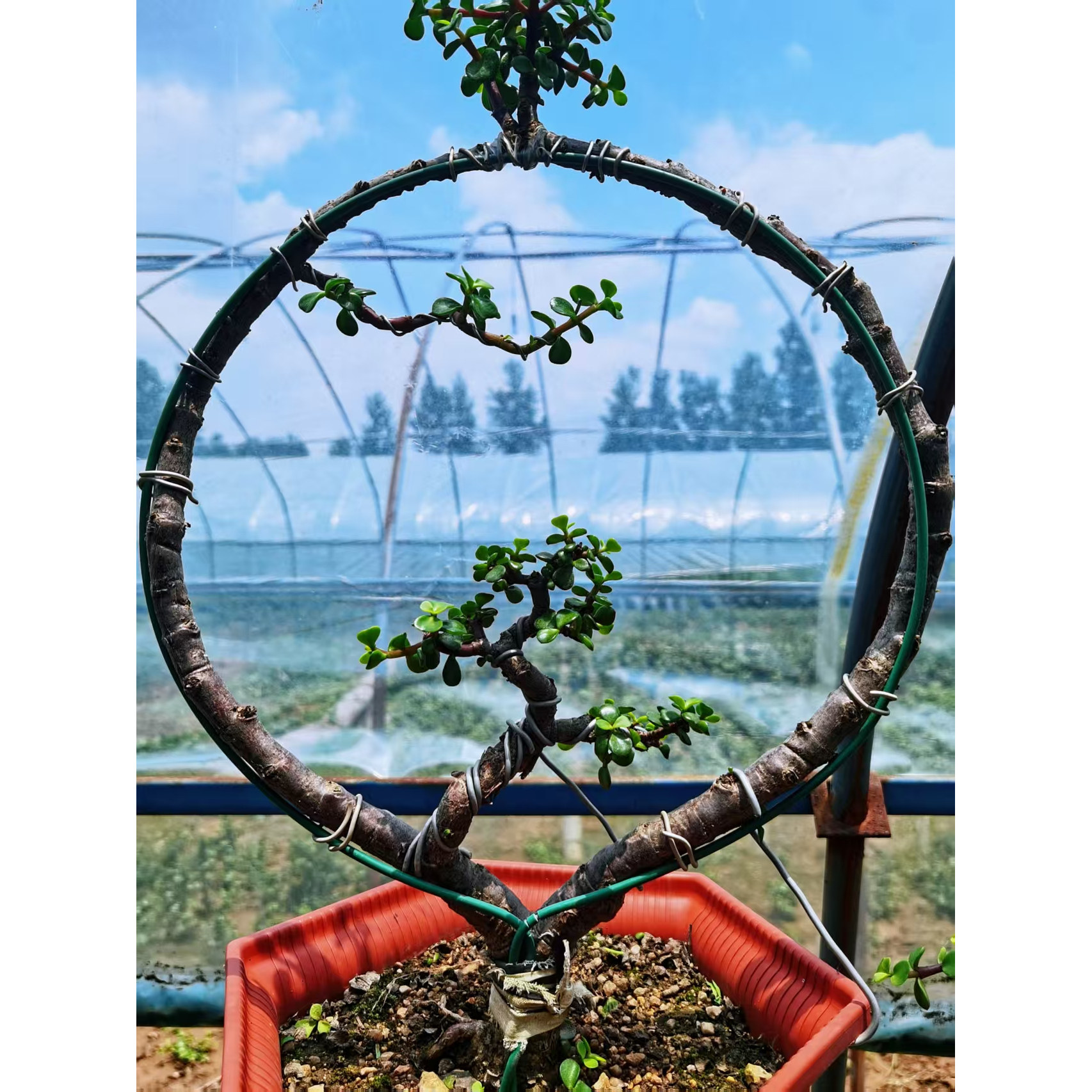 卉景园的LOGO