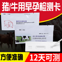 Mother Pig Gestation Test Paper Test Case Pig With Pregnancy Test Test Paper Dairy Cow Pregnancy Test Paper Test Paper