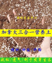 (Canada three-in-one nutrient soil 3L pack) planting peat perlite Langbo hair 450g