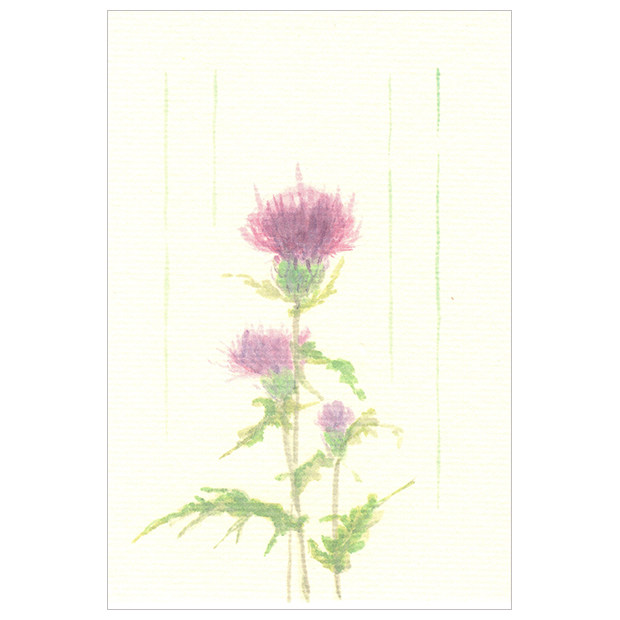 (Summer, Autumn, Winter and Spring) Japanese-made Watercolor Seasonal Japanese Paper Postcard Early Summer Thistle 1 Piece