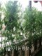 Simulated Bamboo, Fine Water Bamboo, Dense Bamboo, Plastic Partition Screen, Balcony Floral Art, Landscape Decoration, Floor-Standing