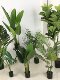 Artificial Green Plants, Nordic Style, Medium to Large Fake Trees, Traveler's Banana, Bird of Paradise, Monstera, Indoor Decorative Landscape Plants