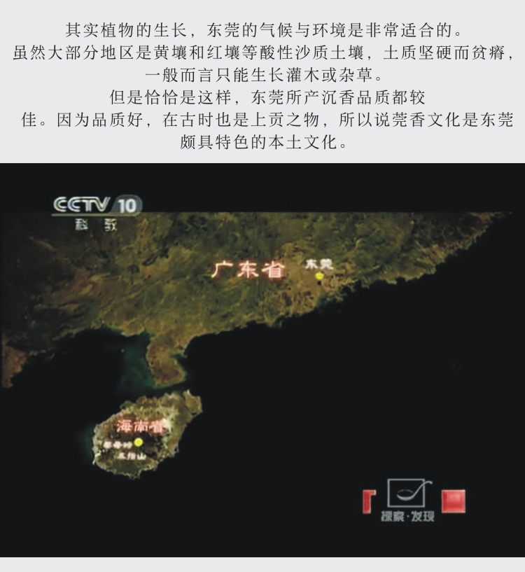 Hương thơm trầm hương của Wan Hương gỗ con gái Đông Quan tinh khiết tự nhiên nằm hương hộp quà thơm nhà trong nhà làm dịu giúp ngủ - Sản phẩm hương liệu nhang bắc