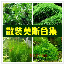 Moss water plant Bulk live fish tank Strange fern Moss triangle Mousse tearful Moss flame MOSS feed line