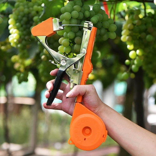 真情 Новые ветви томата связали огурцы огурцы ветви виноградные галстуки Kiwi Machine