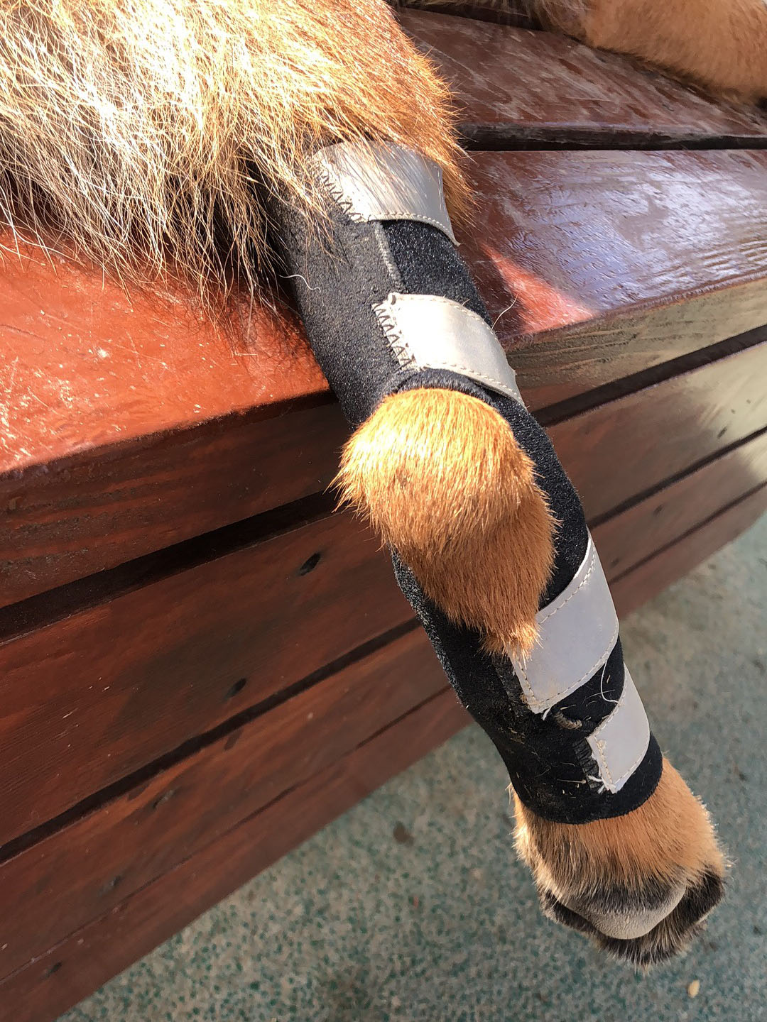 Dharma Department Store Puppy Kneecap Protector Leg Glistening large dog King Maud Shepherd Alaska protects the joint jacket