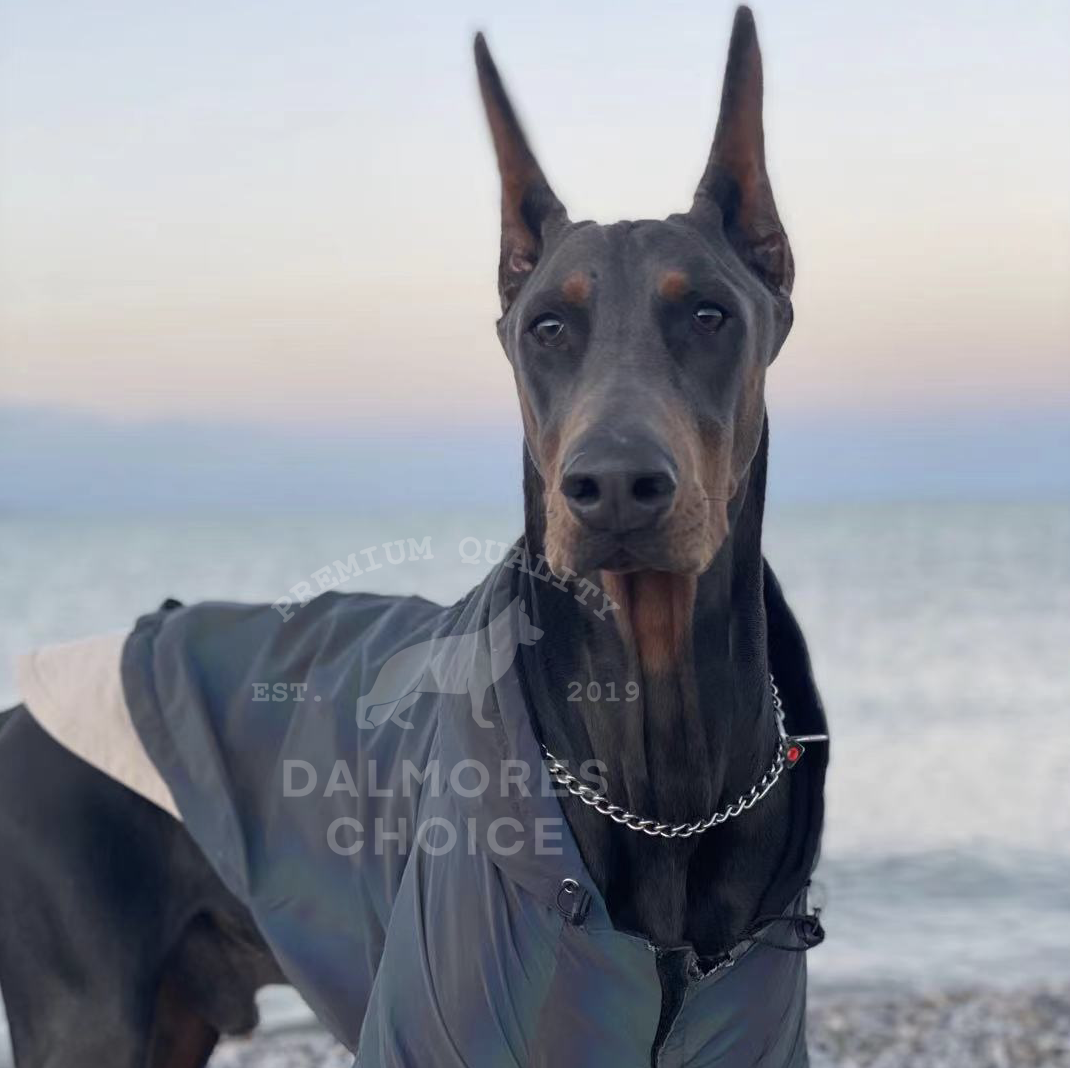 Dharma Department Store Germany HS Imports Stainless Steel Neckline CUHK Giant Dog Dubinda Pasta Rovenna P Chain Snake Chain