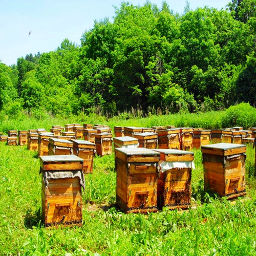 Свежая съедобная дикая желтая пыльца Cypress Follen Follen не нужно разбивать стену, выше, чем порошок из пыльцы сосны