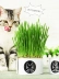 Mèo tham nhũng Joycat Soilless Đóng hộp Cỏ Cỏ tẩy lông Lông bóng Mèo Snacks Wheat Cat Grass - Đồ ăn nhẹ cho mèo